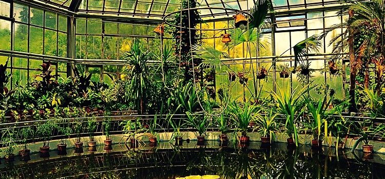 USR propune pentru bugetul din 2018: Seră educațională cu plante exotice în Parcul Botanic din Timișoara