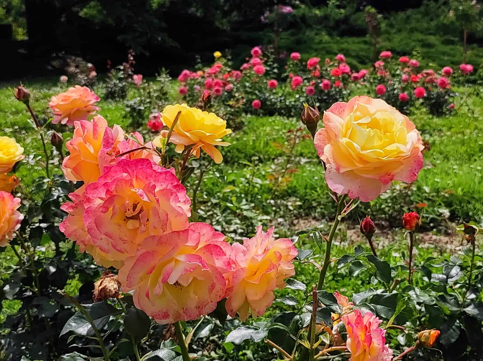 280 de trandafiri plantați în primăvară în Parcul Rozelor