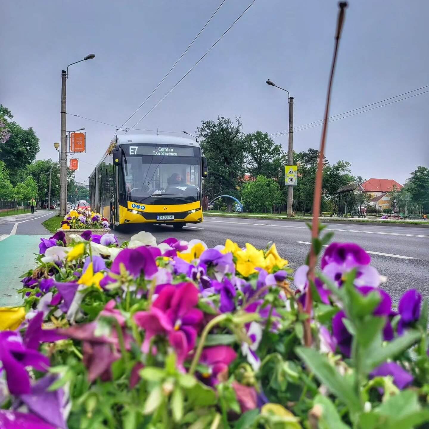 Toate cele 44 de noi autobuze electrice au ajuns la Timișoara